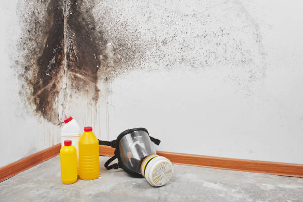 Best Health and Safety Mold Remediation in Garden City, MI