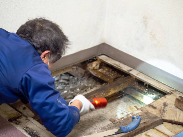 Best DIY Mold Remediation Support Services in Garden City, MI
