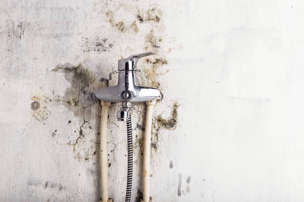 Reliable Garden City, MI Mold Remediation Solutions