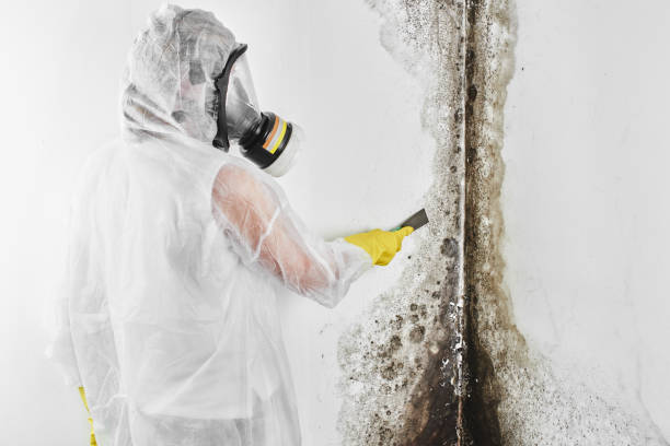 Best Post-Flood Mold Remediation in Garden City, MI