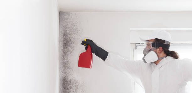 Best Bathroom Mold Remediation in Garden City, MI